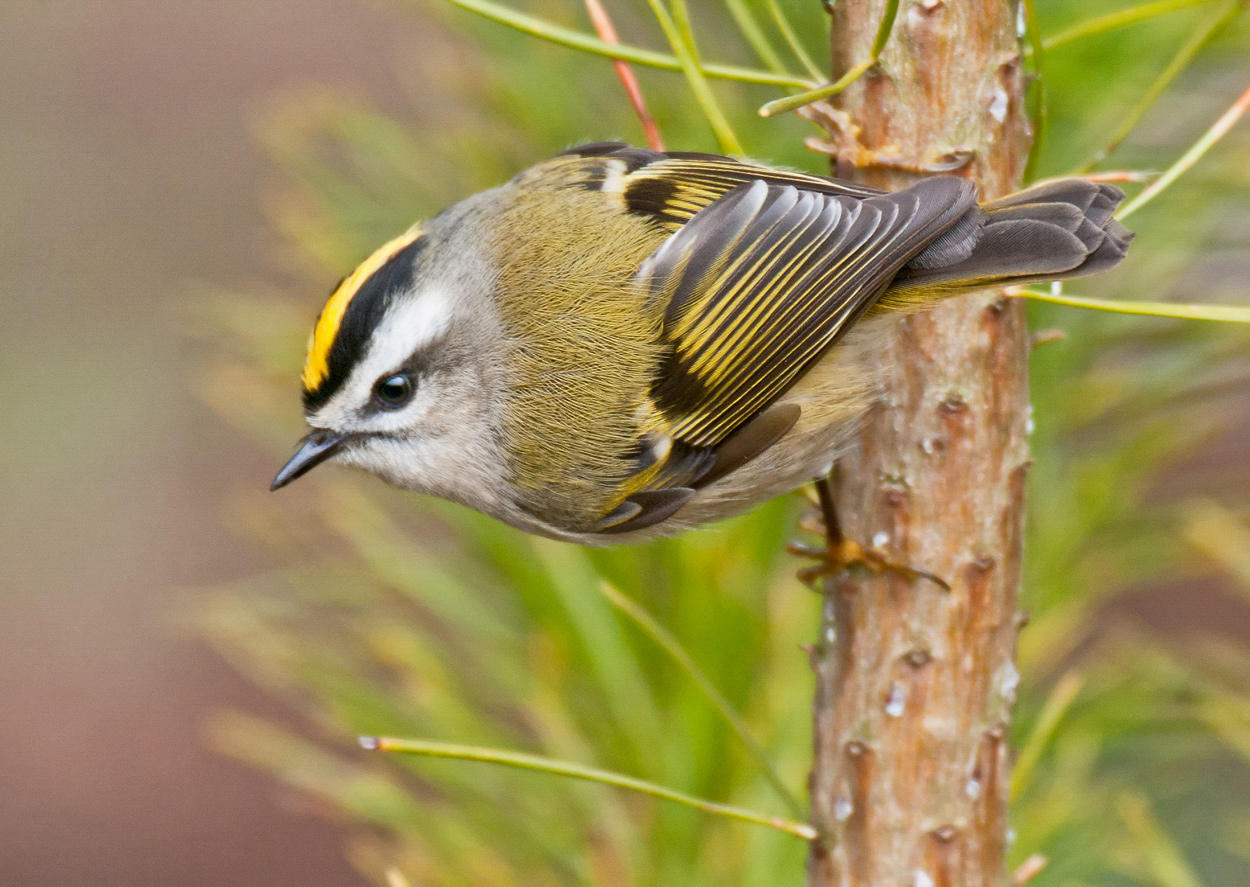 Golden-crowned Kinglet. 