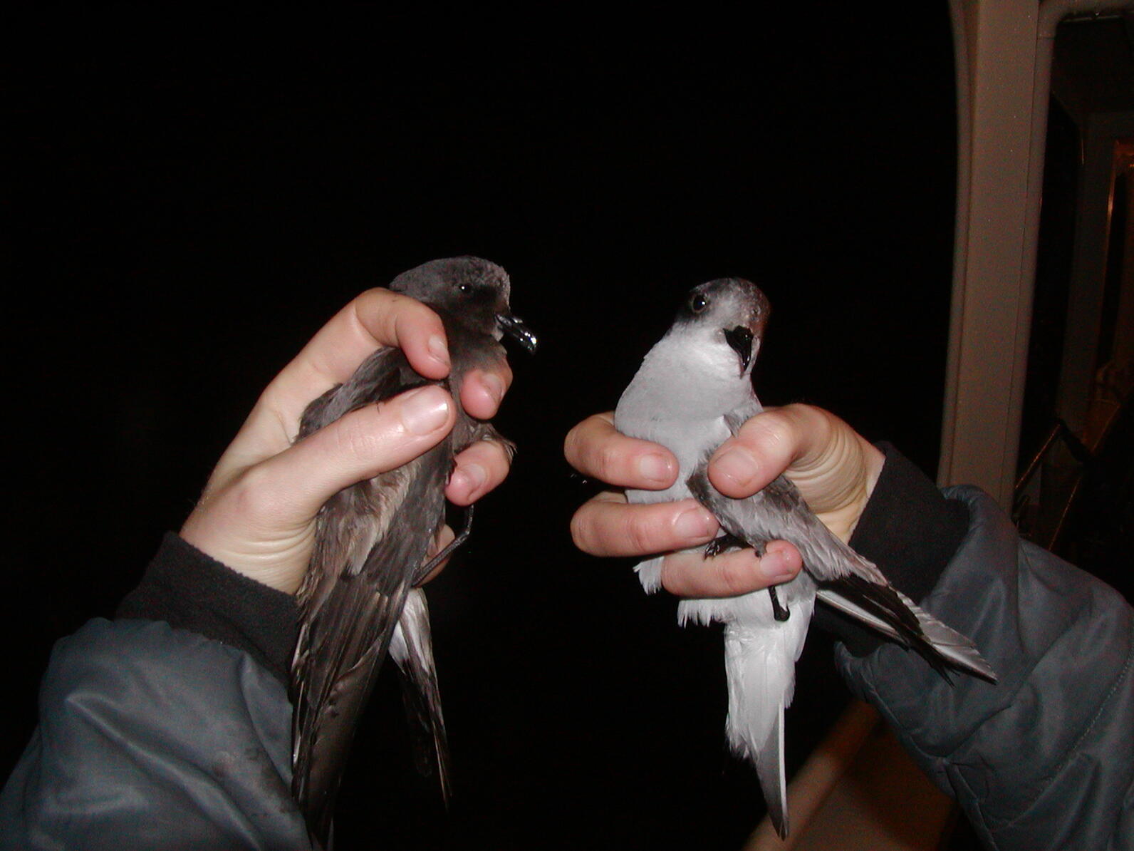 Two seabirds being held by human hands