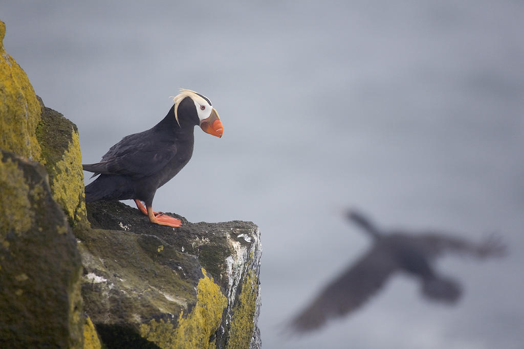Tufted Puffin. 