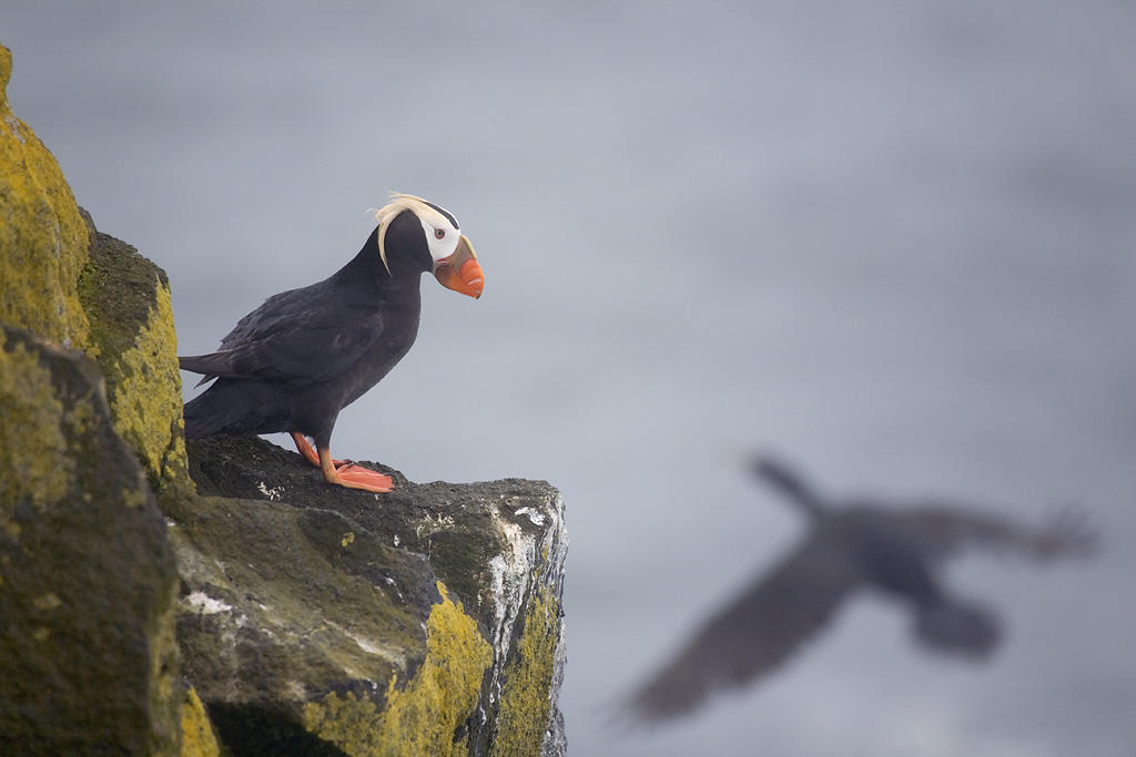 Tufted Puffin. Tufted Puffin.