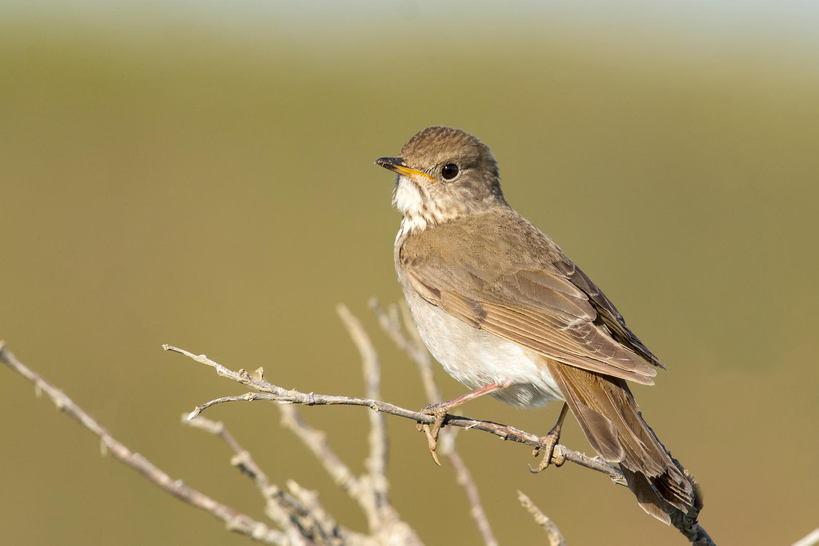 Gray-cheeked Thrush. Gray-cheeked Thrush.