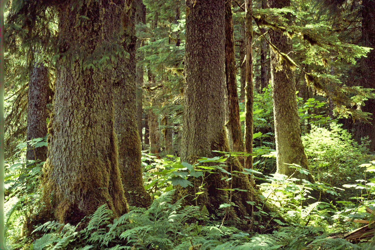 Tongass National Forest. Tongass National Forest.