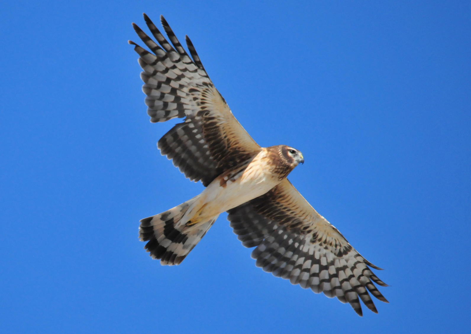 Northern Harrier. 