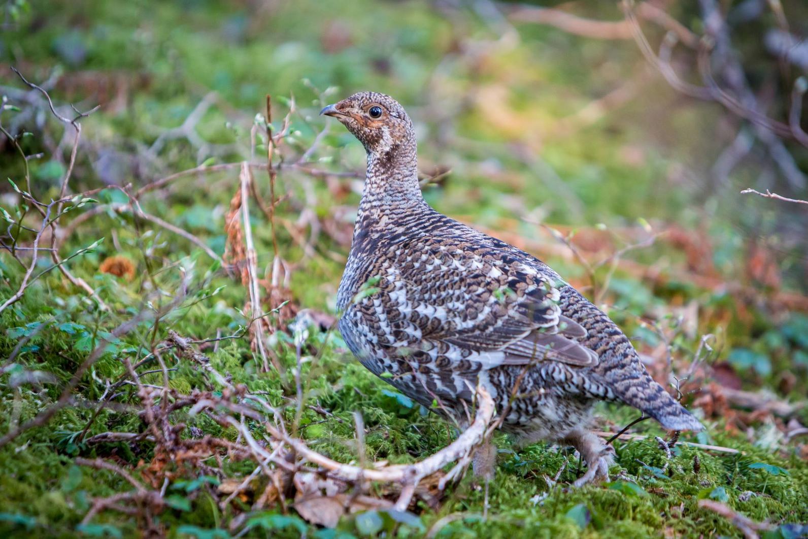 Sooty Grouse. Sooty Grouse.