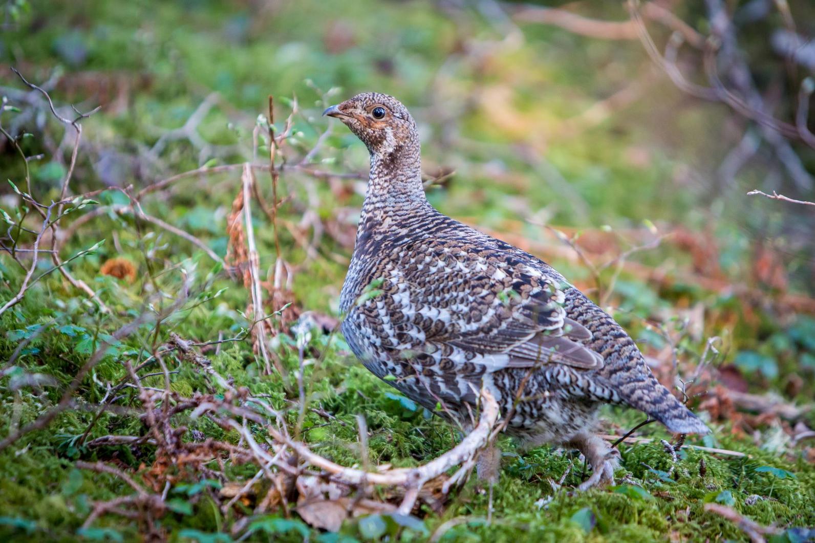 Sooty Grouse. 