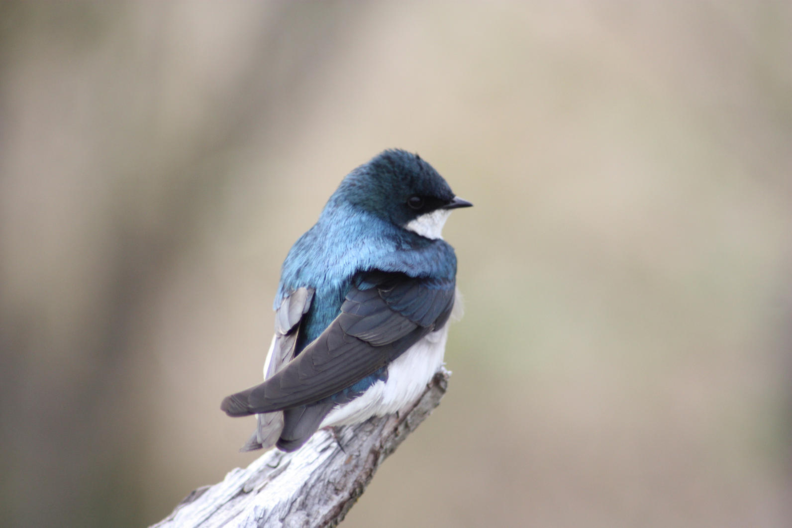 Tree Swallow. 