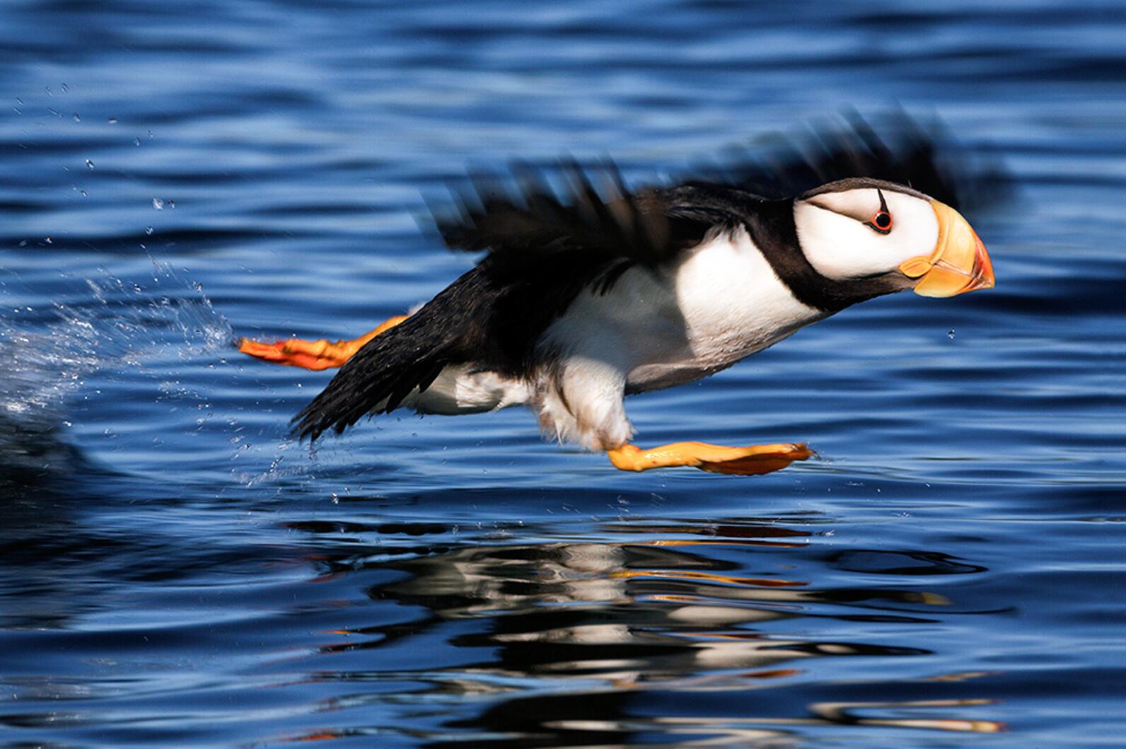 Horned Puffins and other seabirds rely on Bristol Bay. Horned Puffins and other seabirds rely on Bristol Bay.