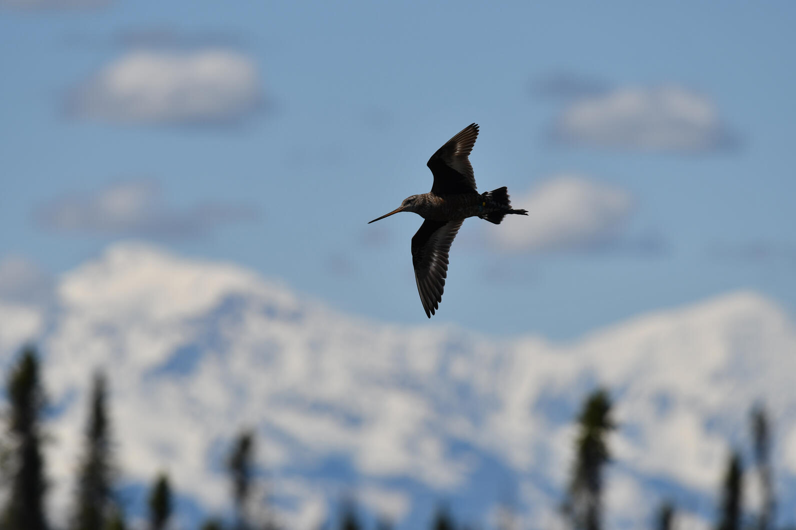 Shorebird in flight against blue sky