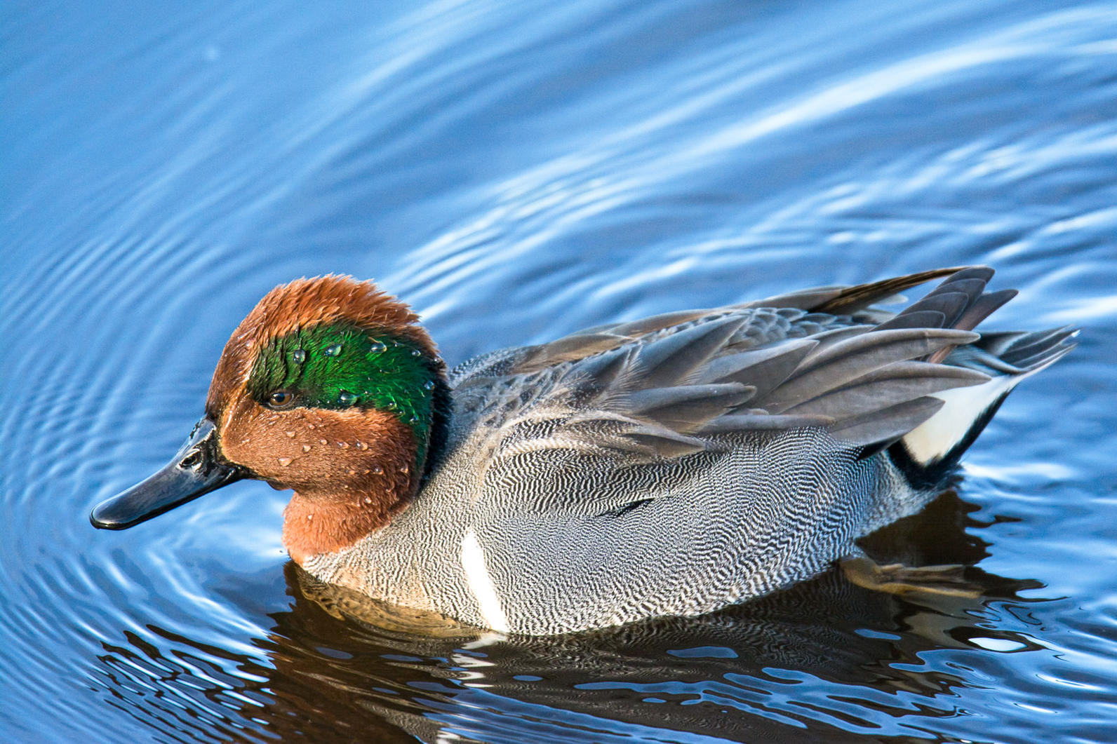 Green-winged Teal. 