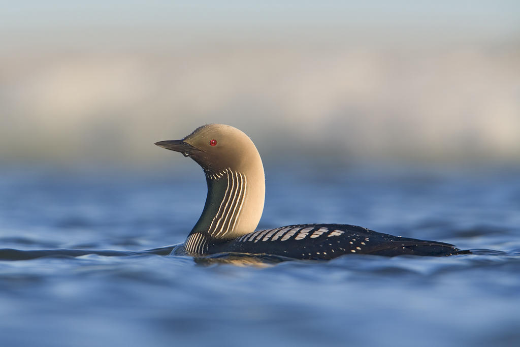 Pacific Loon. Pacific Loon.