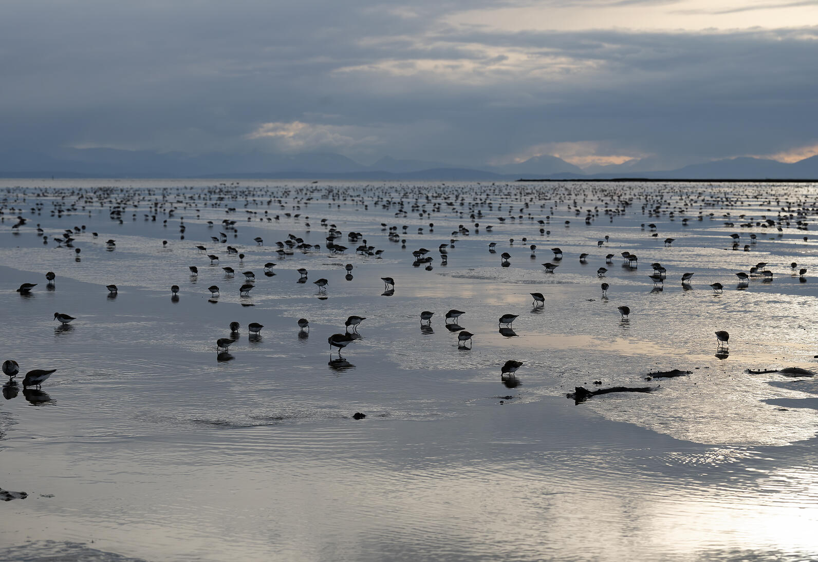Shorebirds feeding on shore Shorebirds feeding on shore