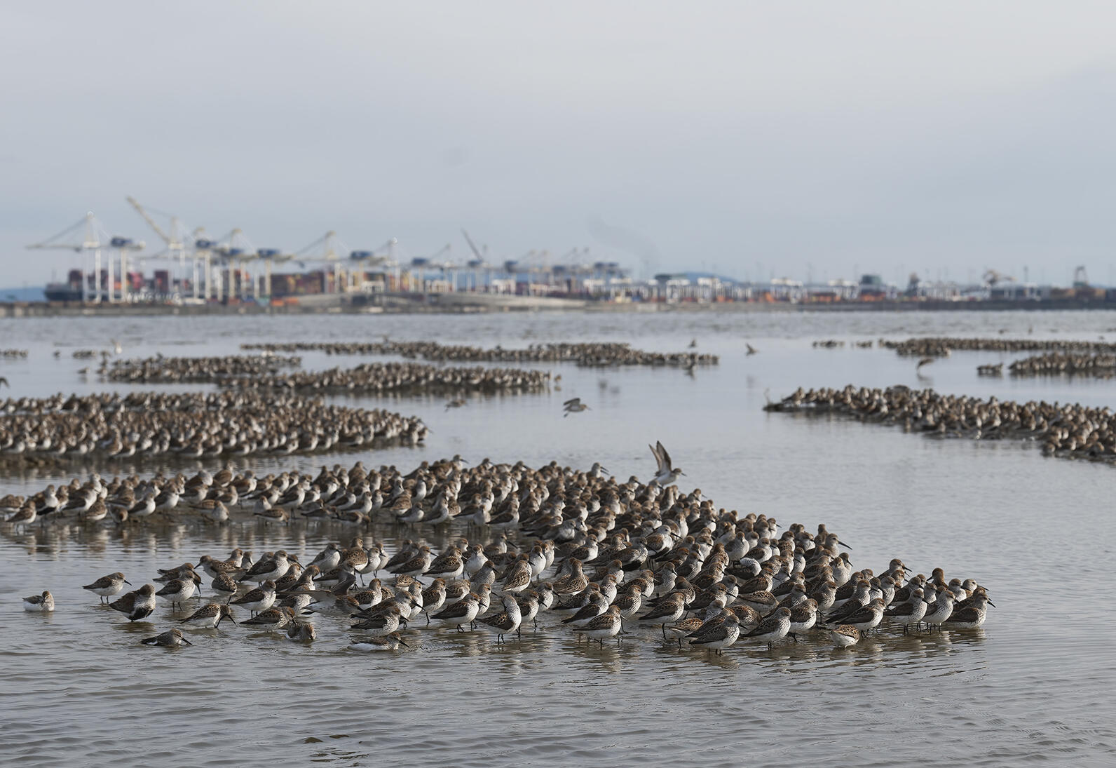 shorebirds at sea ports