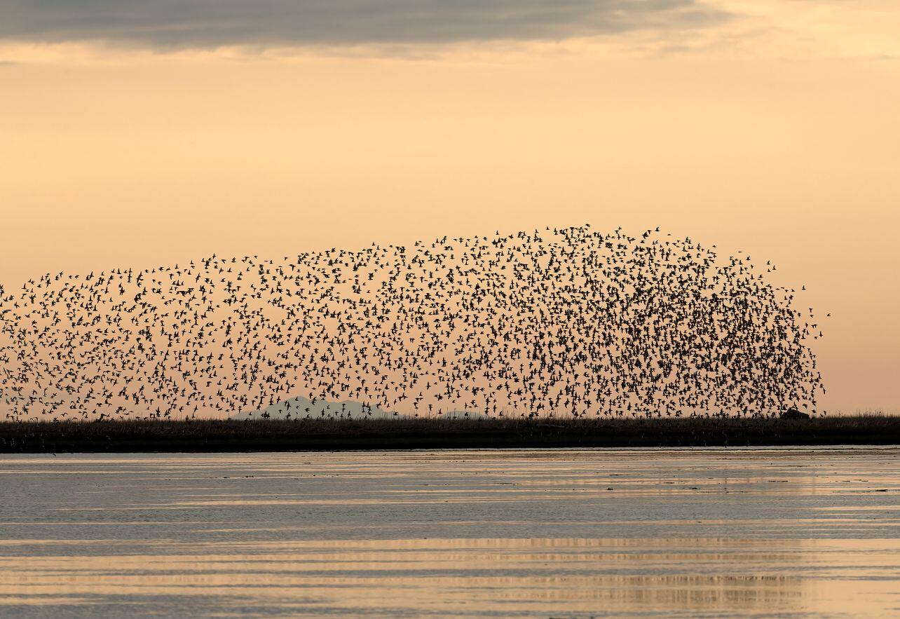 Large flock of shorebirds against sunset Large flock of shorebirds against sunset