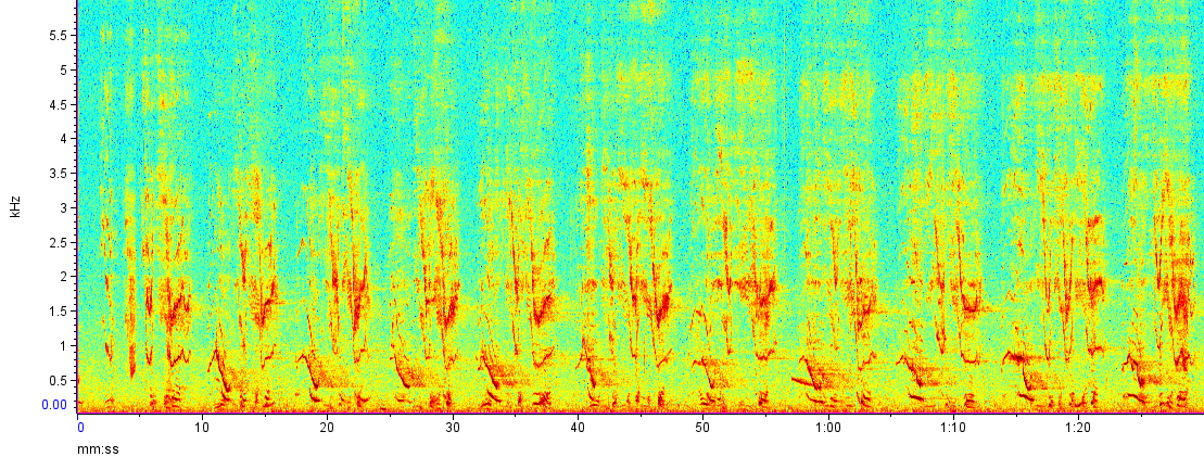 Colorful sound recording Colorful sound recording
