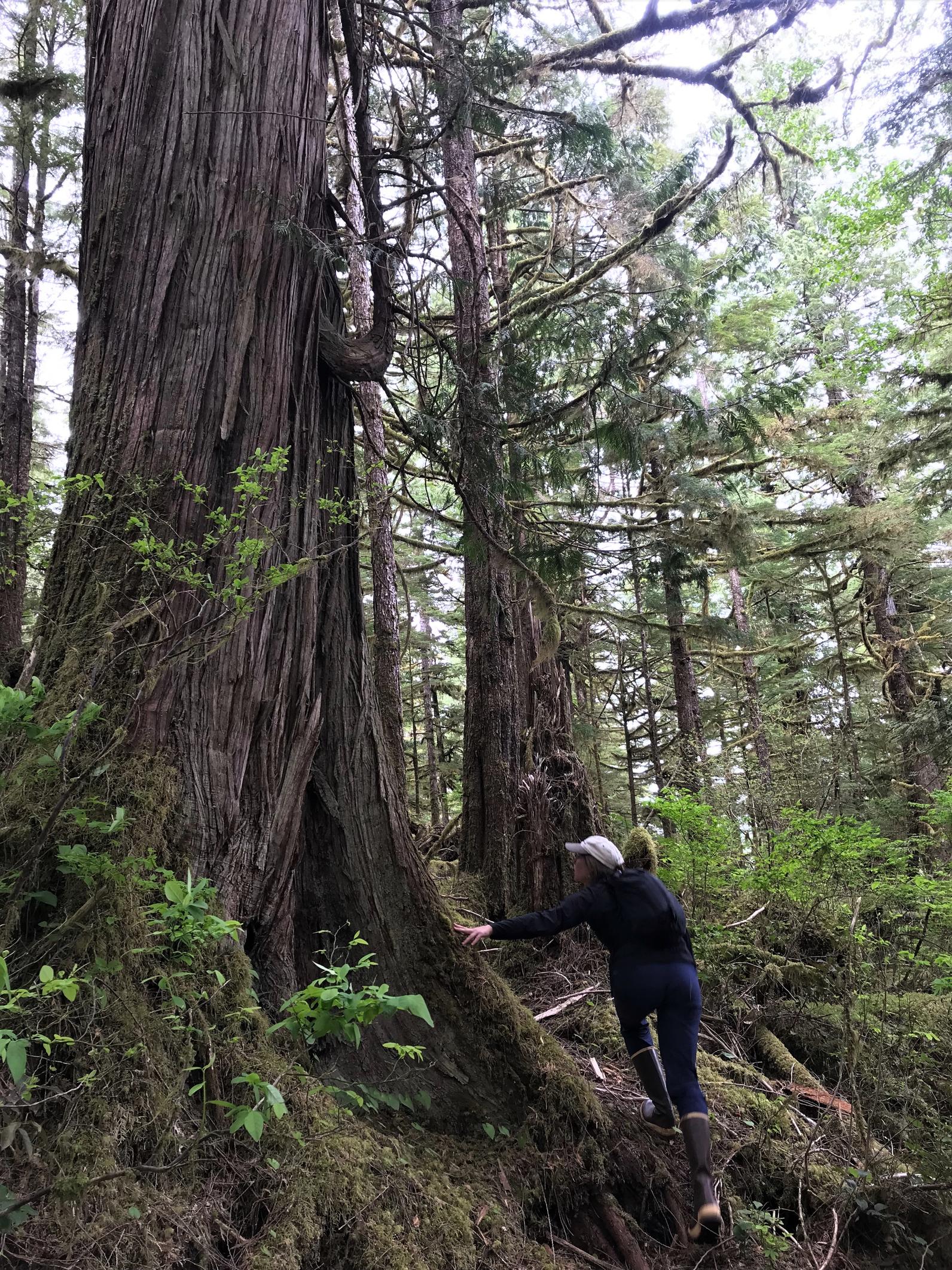 Tongass National Forest Tongass National Forest