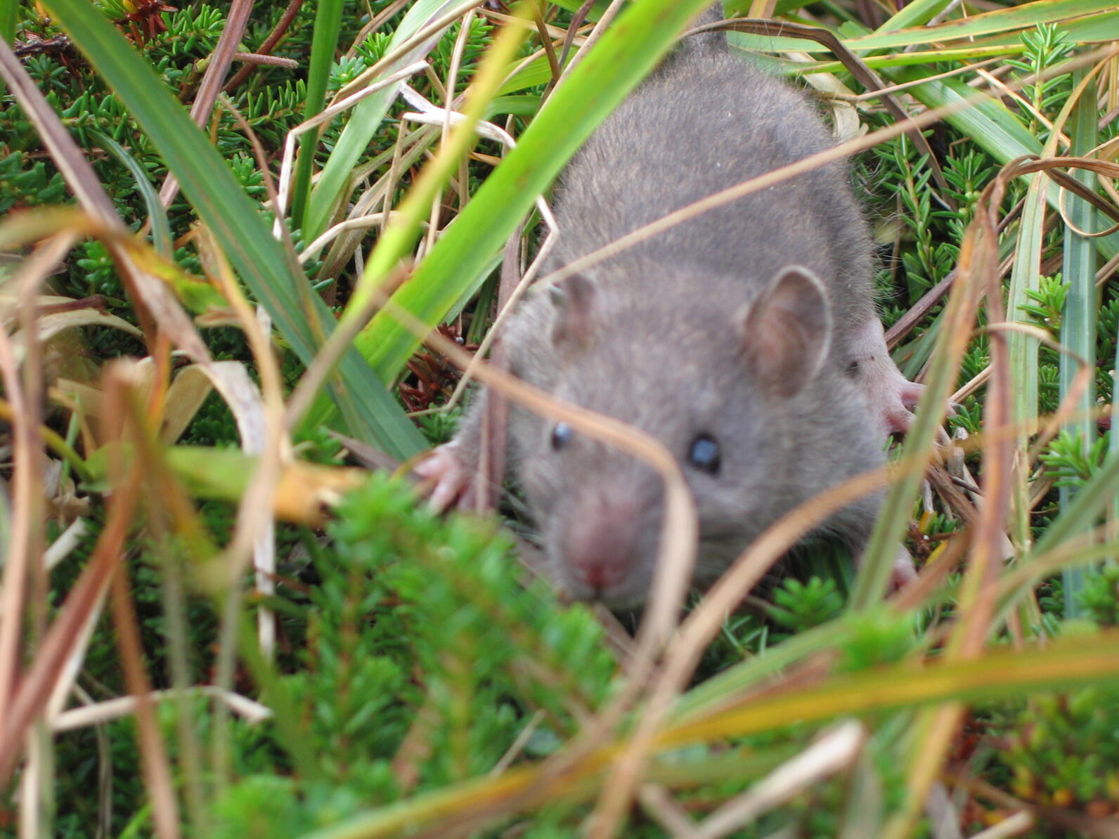 Brown rat in grass