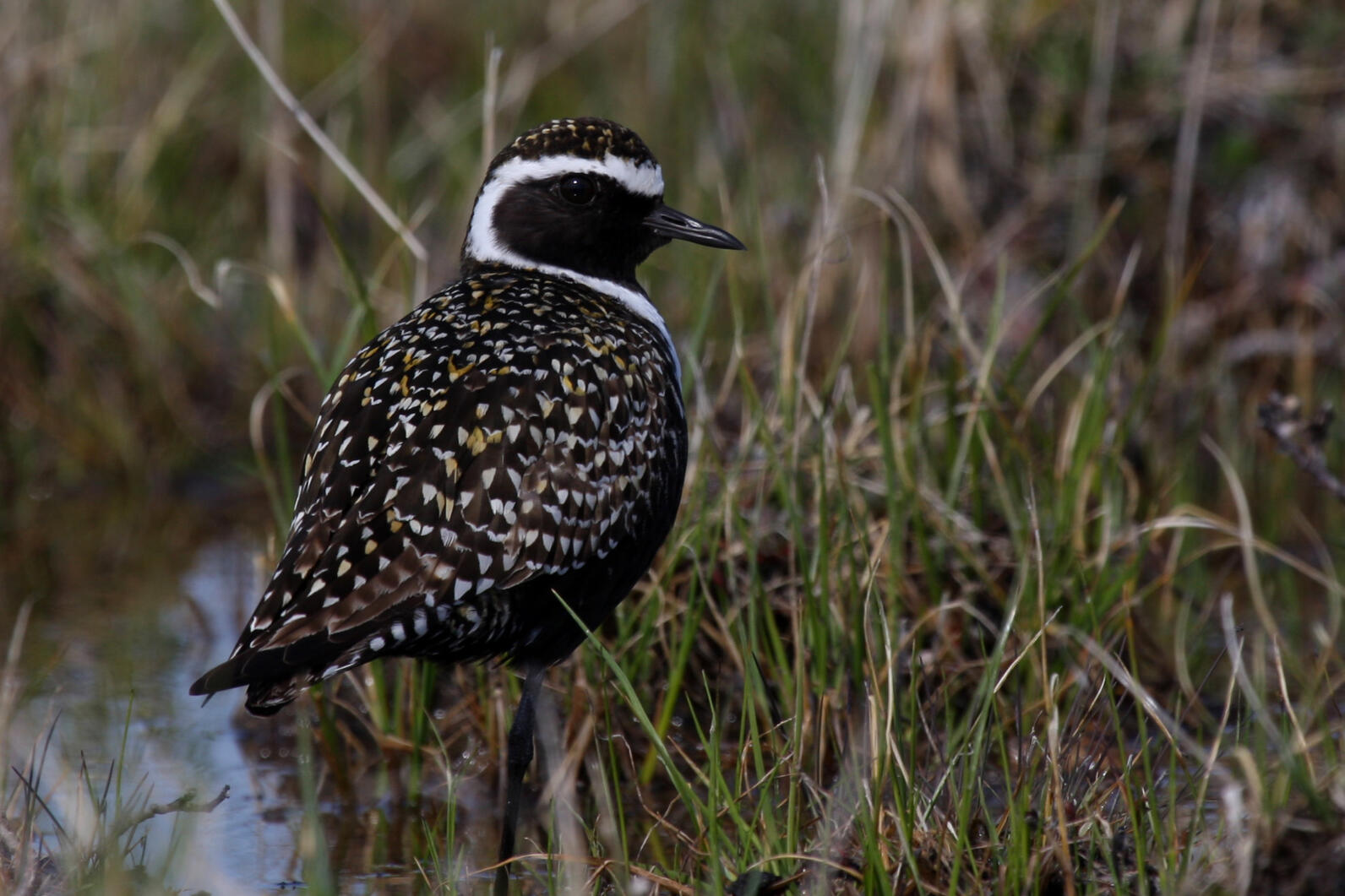 American Golden-Plover foraging in the North Slope