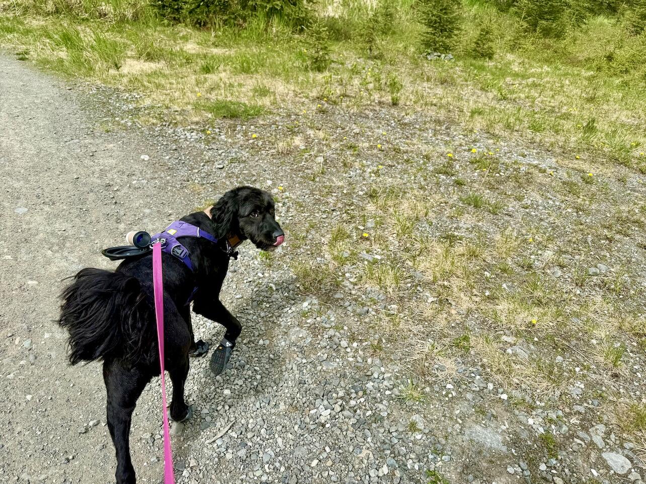 Black dog on leash in forested area