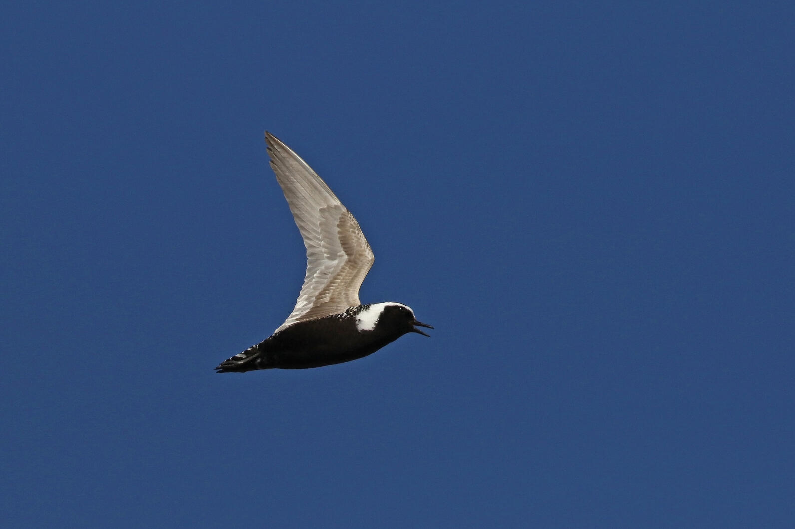 American Golden-Plover in flight