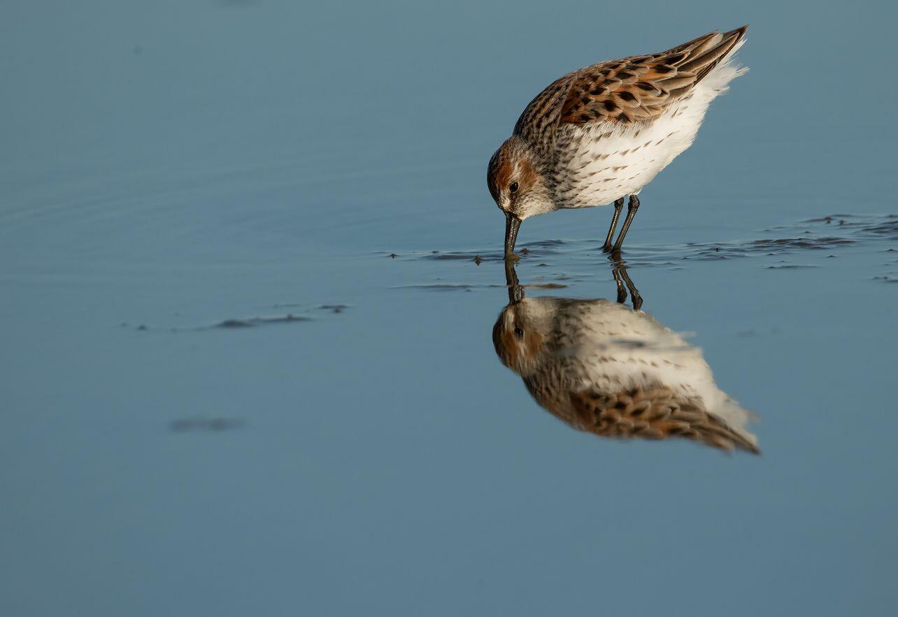 Shorebird feeding in mud Shorebird feeding in mud