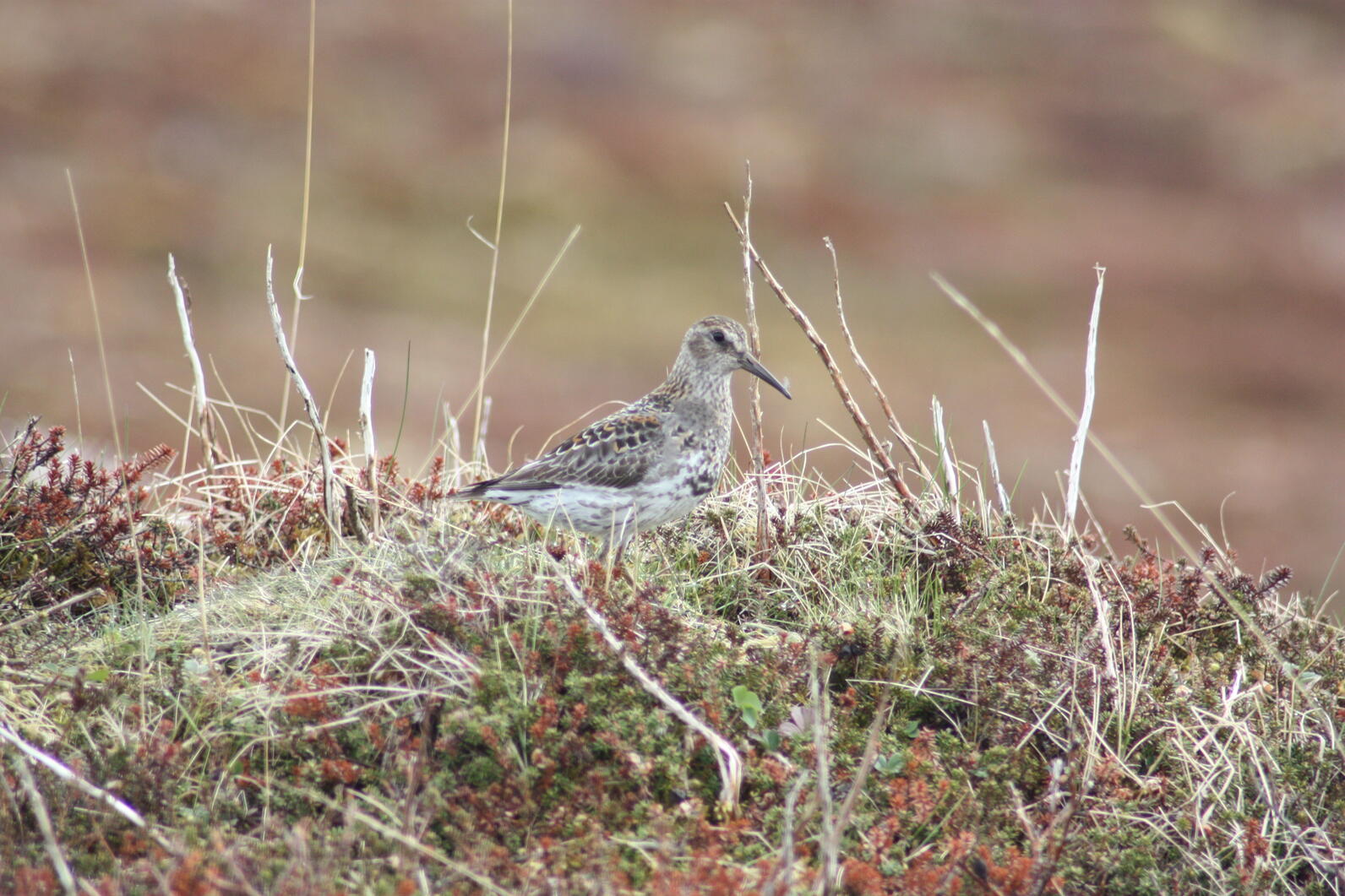 Shorebird at Izembek Shorebird at Izembek