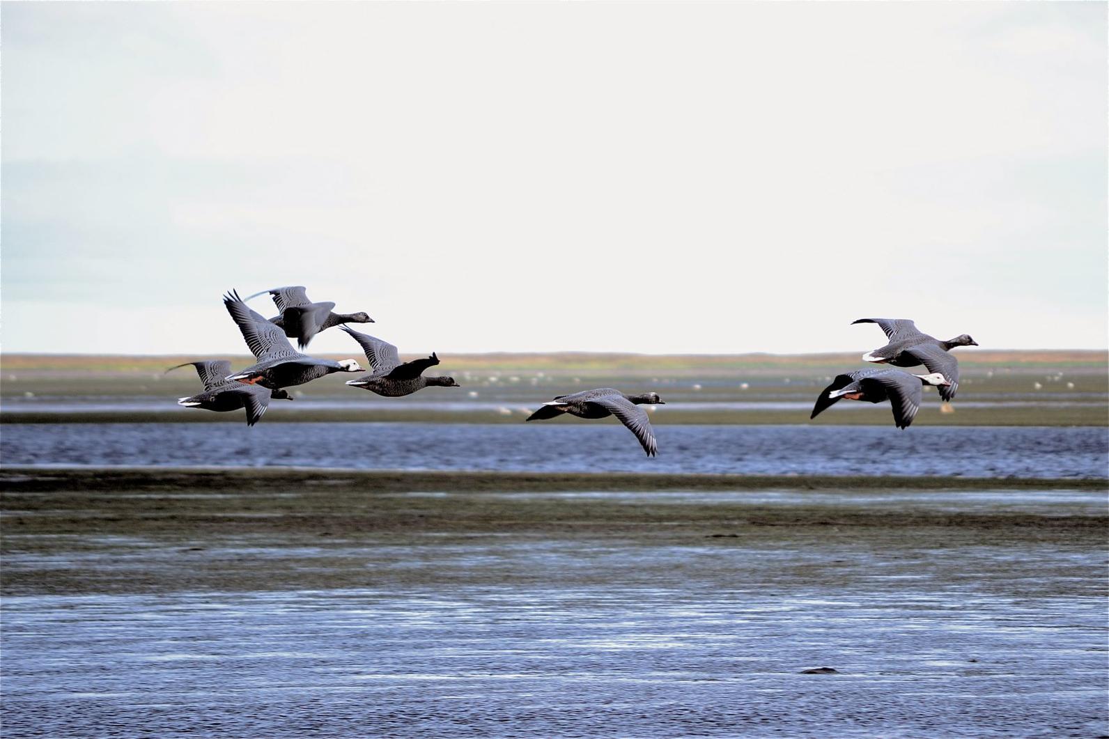 Emperor Geese in Izembek. Brant in Izembek