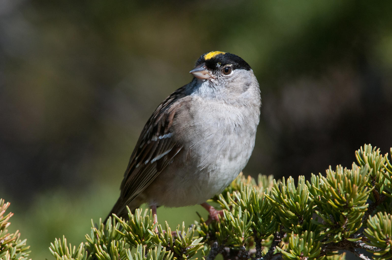 Golden-crowned Sparrow.