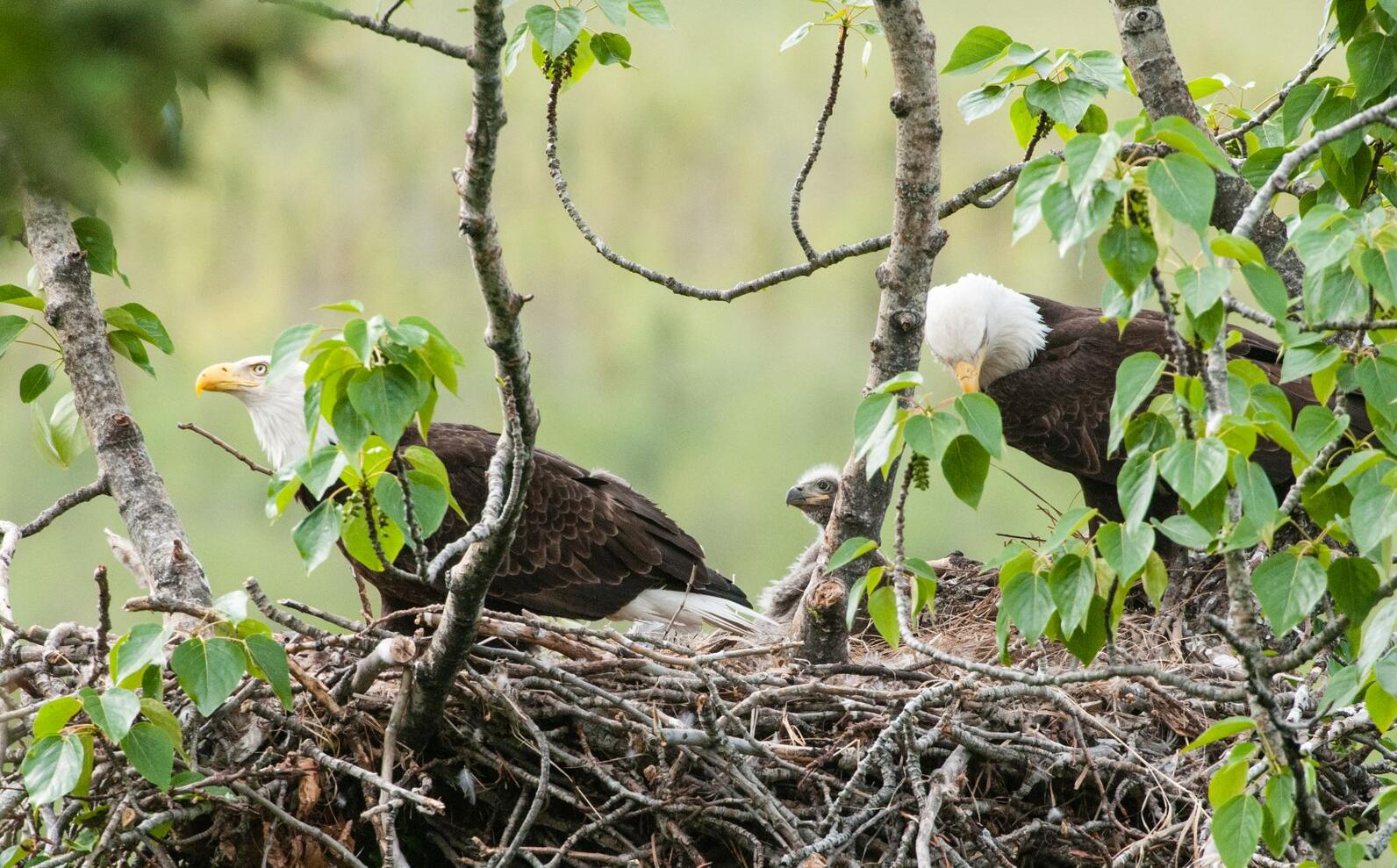 Bald Eagle nest. Bald Eagle nest.