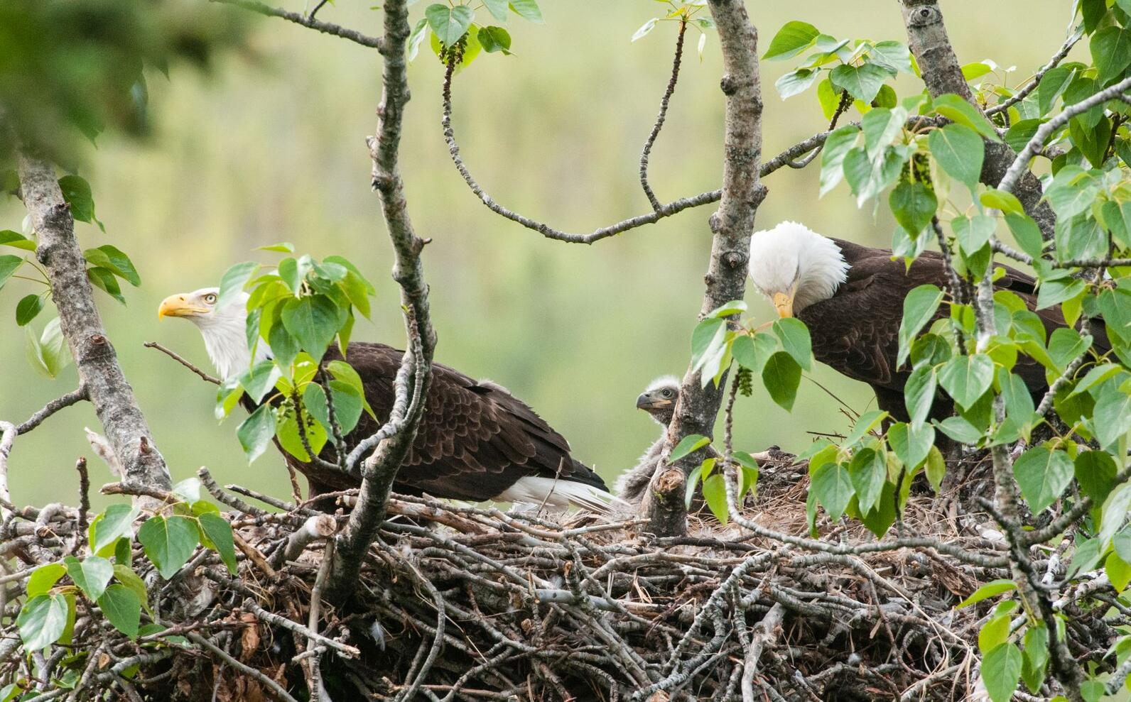 Bald Eagle nest.