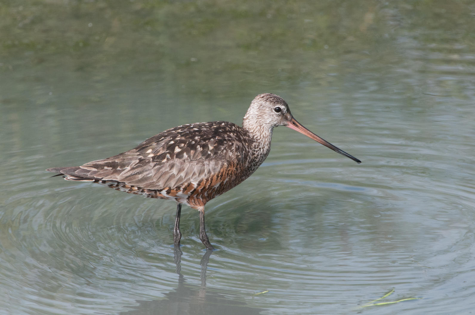 Hudsonian Godwit