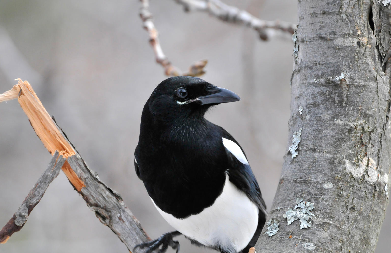 Black-billed Magpie Black-billed Magpie