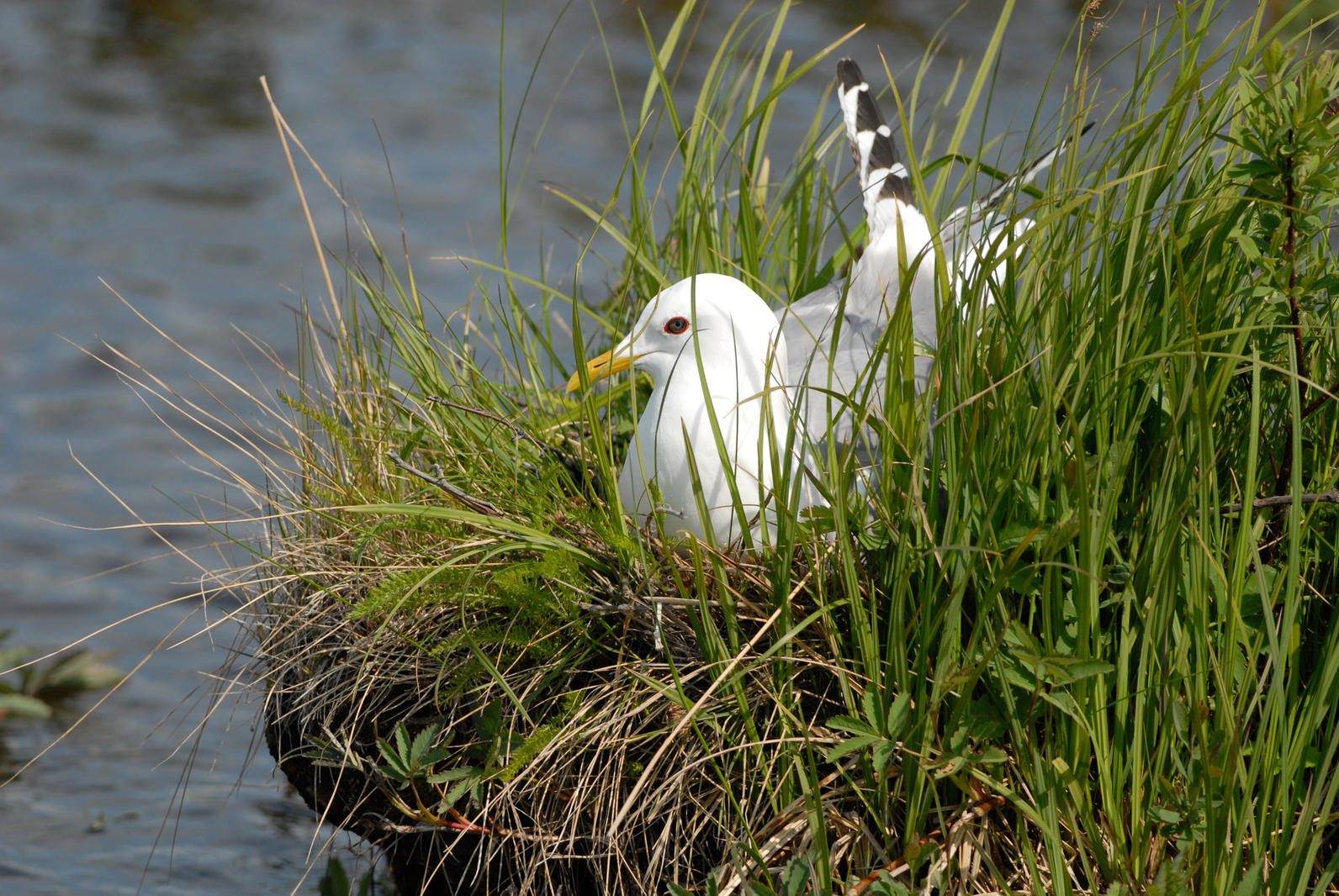 Mew Gull.