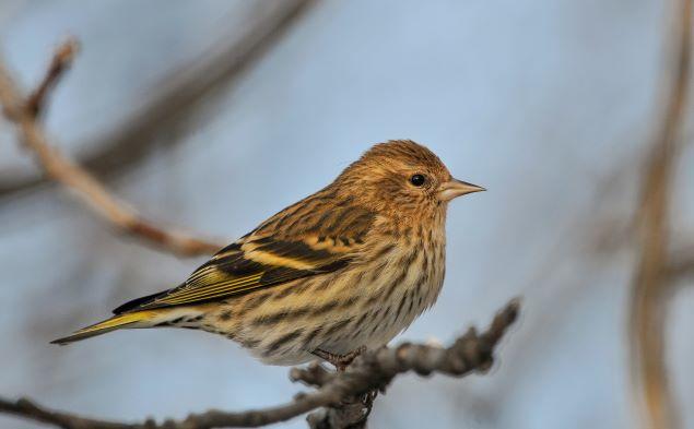 Pine Siskin can be found at Cannon Beach.