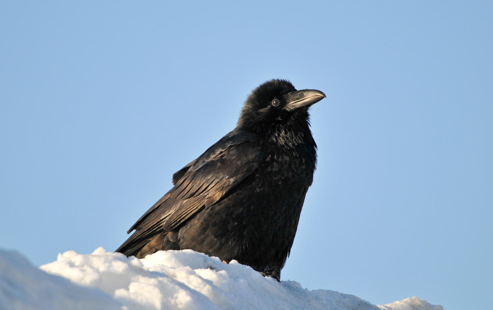 Common Raven.