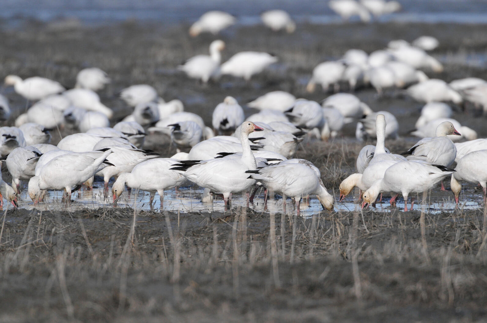 In 2016, thousands of snow geese died after landing on the Berkeley Pitt, a toxic waste pond. In 2016, thousands of snow geese died after landing on the Berkeley Pitt, a toxic waste pond.