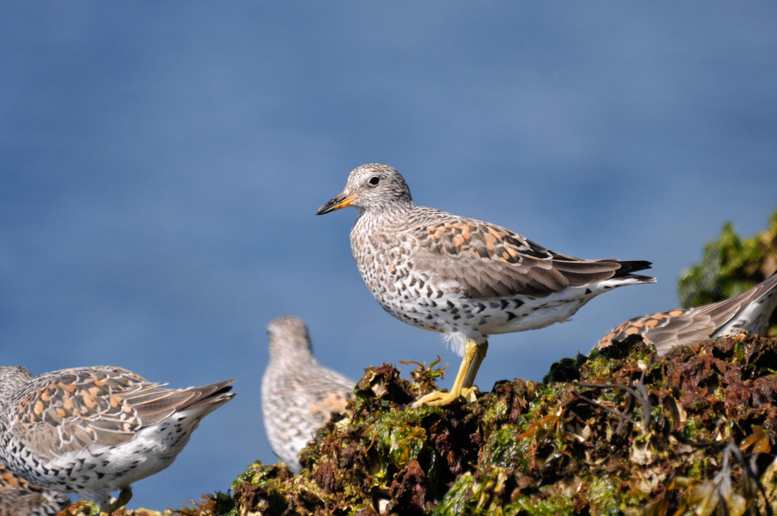 Surfbird. Surfbird.