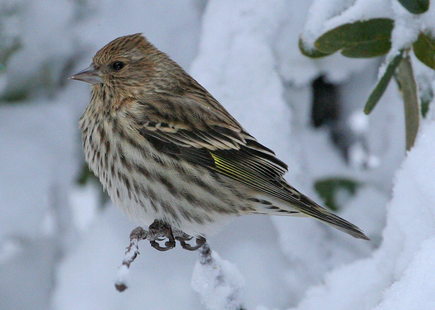 Pine Siskin. Pine Siskin.