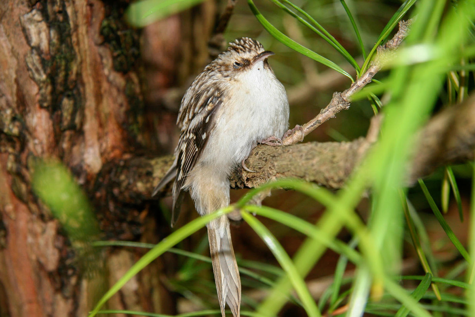 Brown Creeper. Brown Creeper.