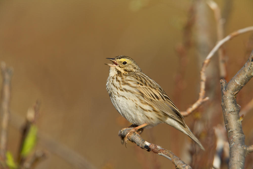Savannah Sparrow. Savannah Sparrow.