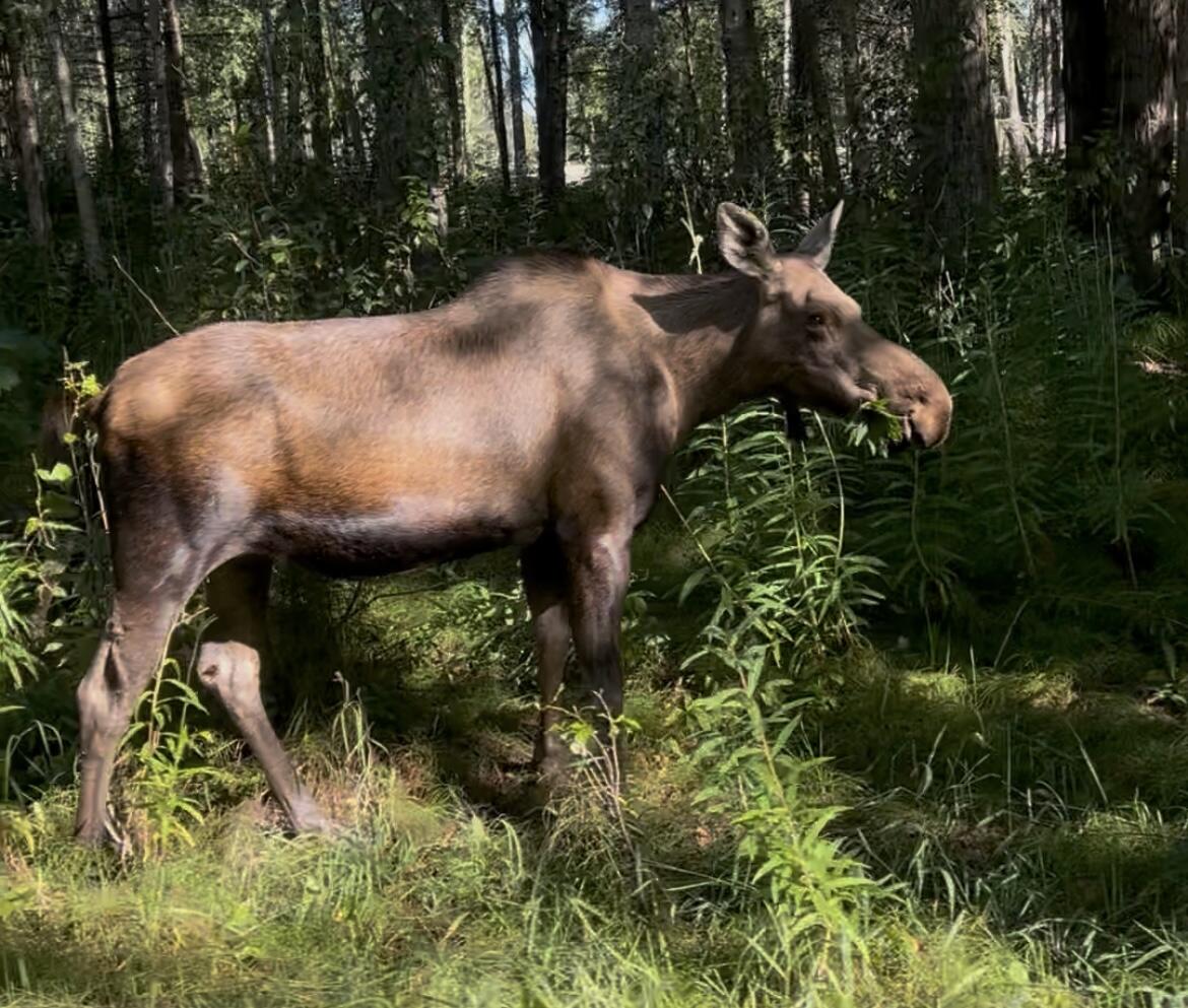 Moose standing in trees Moose standing in trees