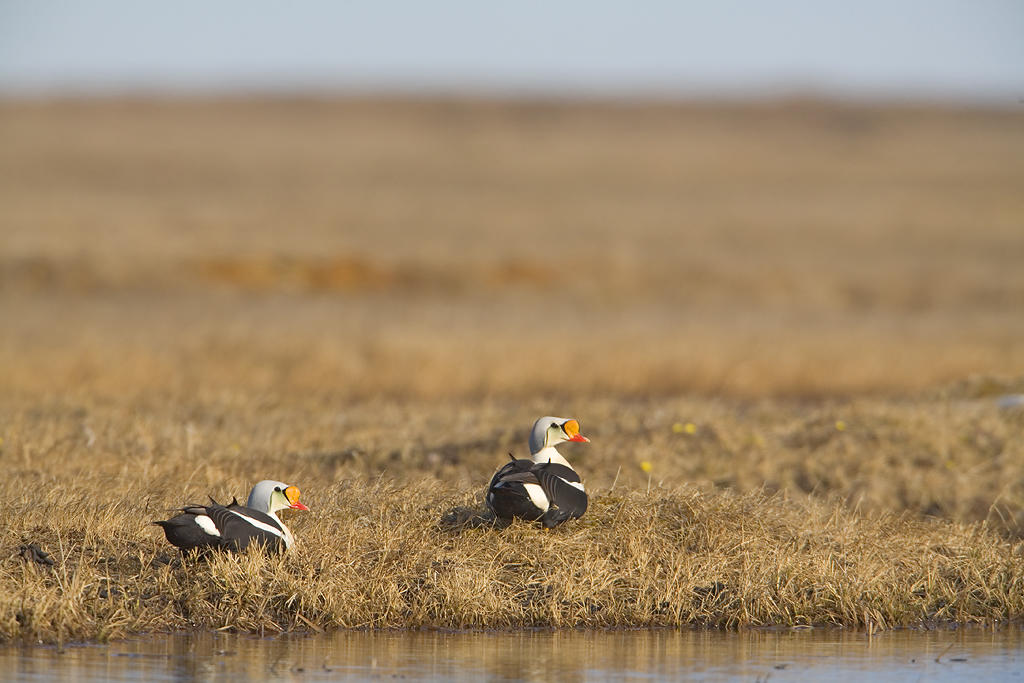 King Eiders King Eiders