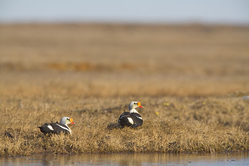 King Eiders