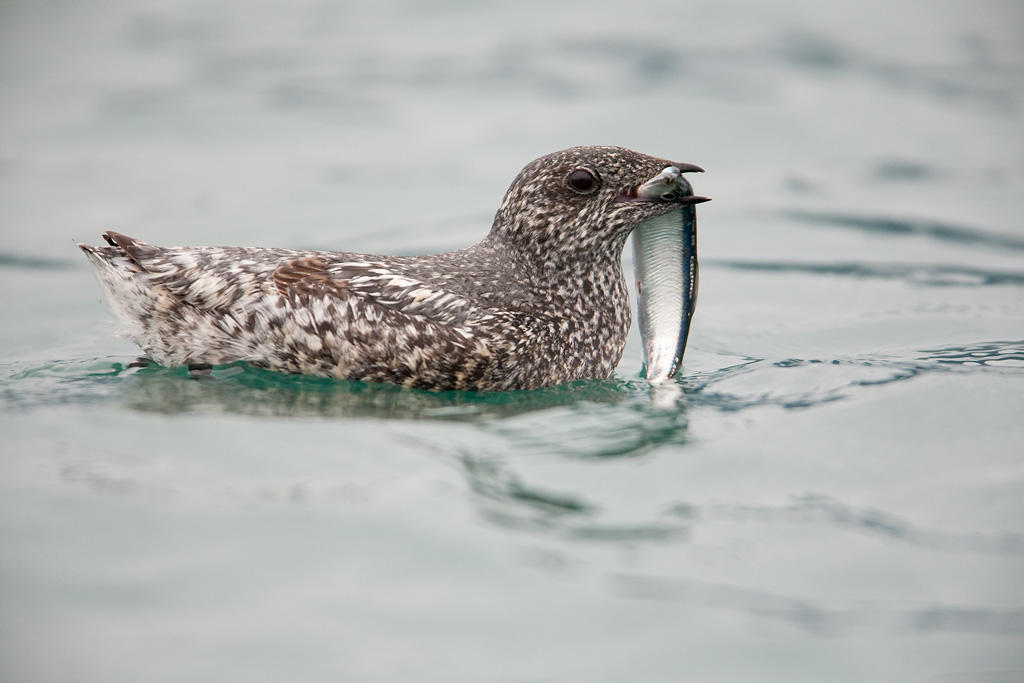 Kittlitz's Murrelet.