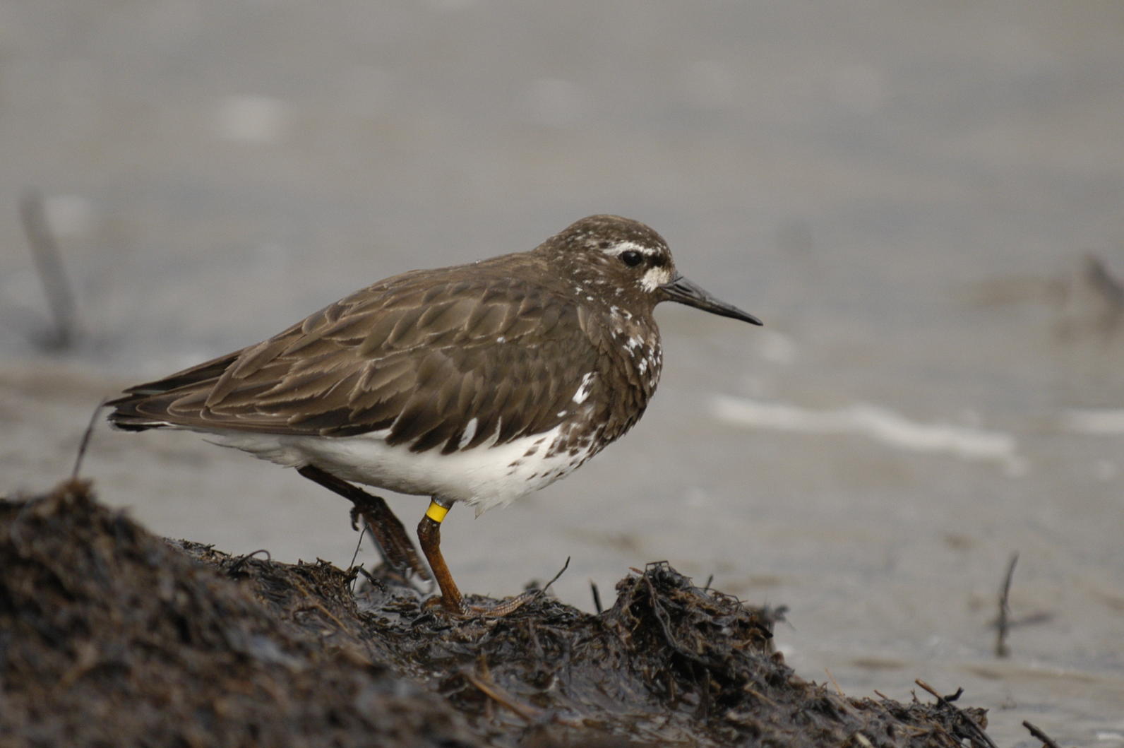 Black Turnstone. Black Turnstone.