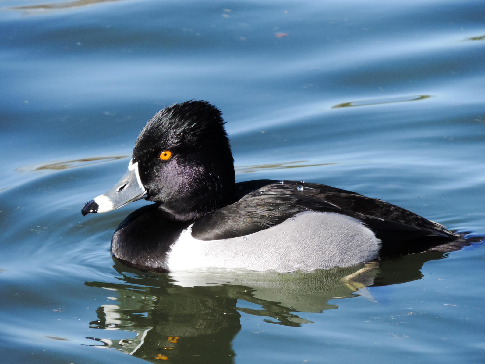 Ring-necked Duck. Ring-necked Duck.