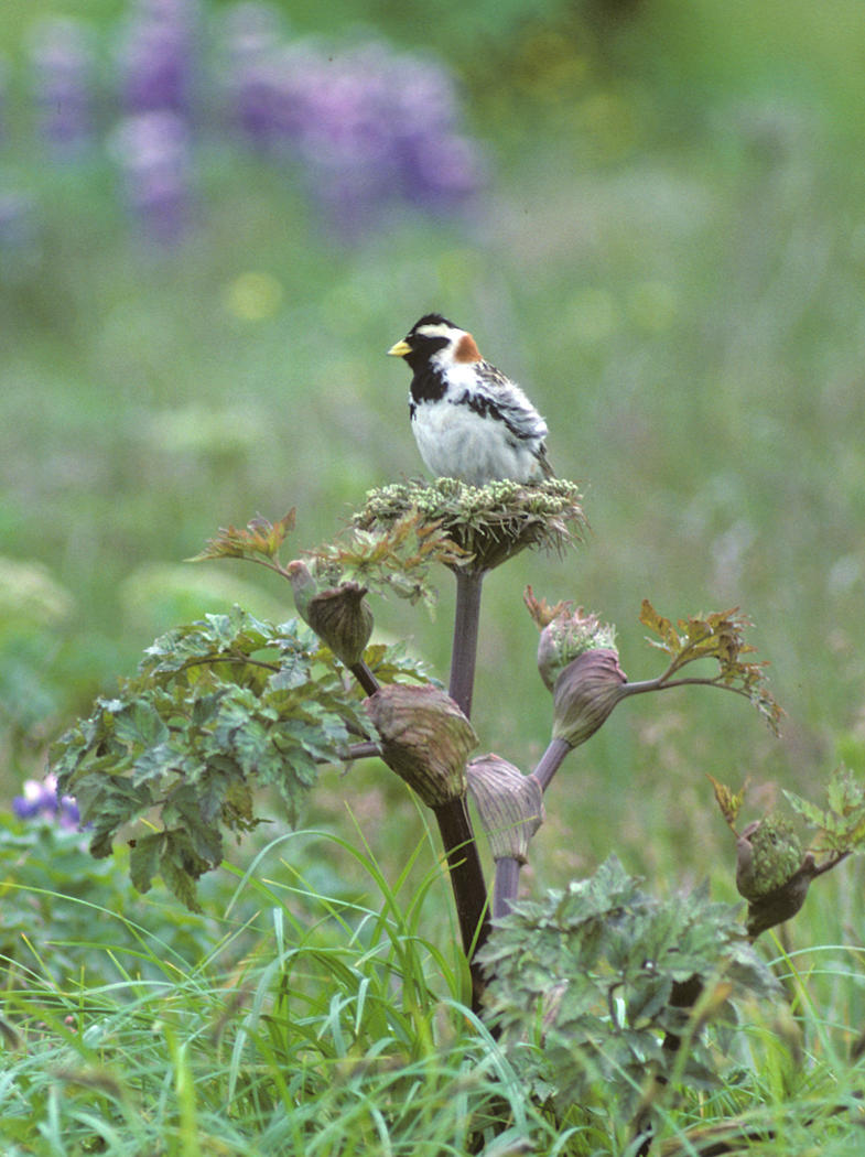 Lapland Longspur.