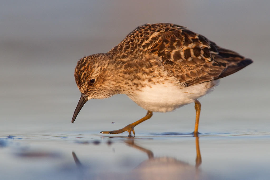 Least Sandpiper.