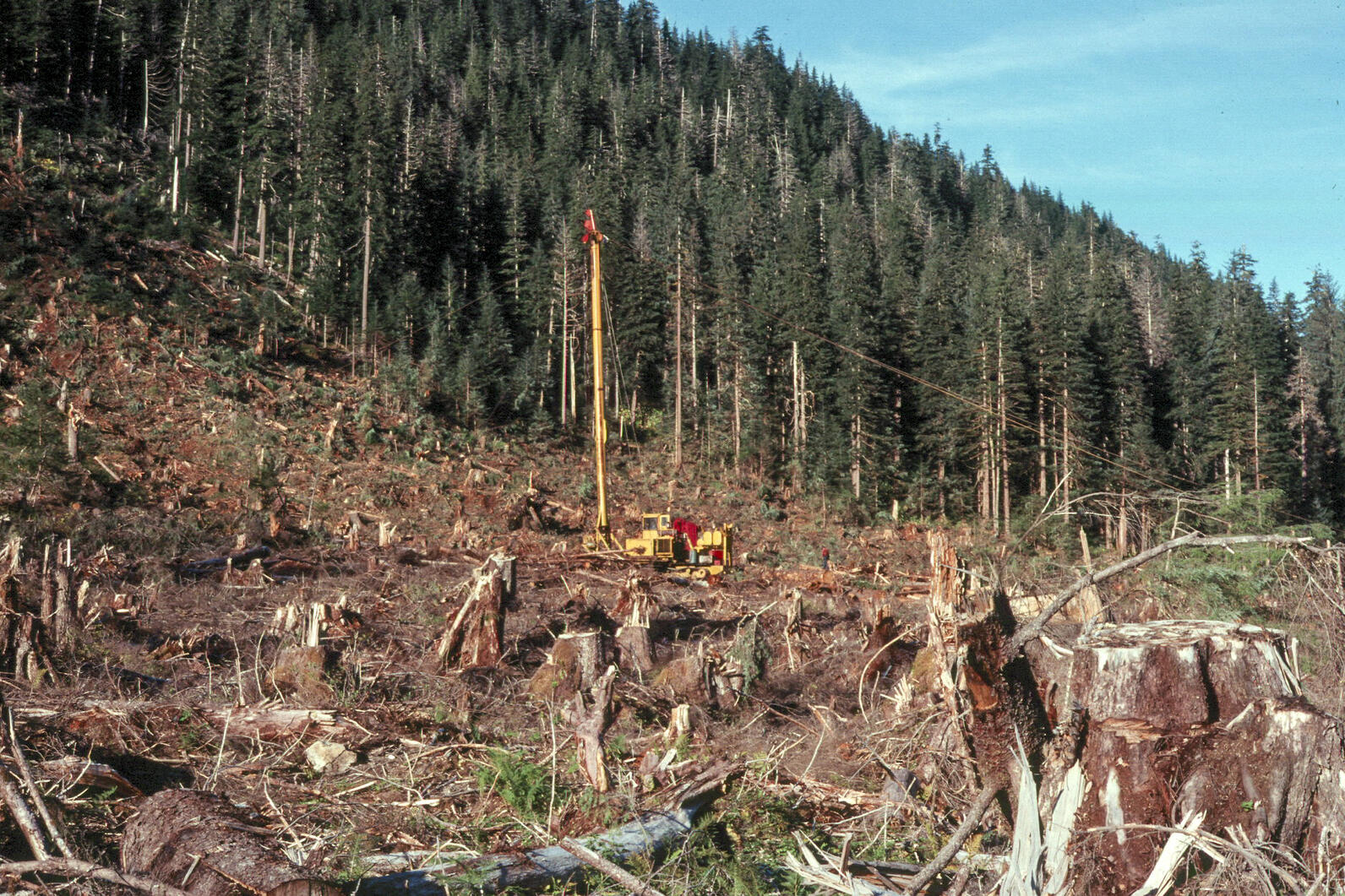 Tree stumps and machinery