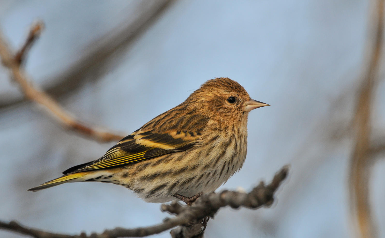 Pine Siskin. Pine Siskin.