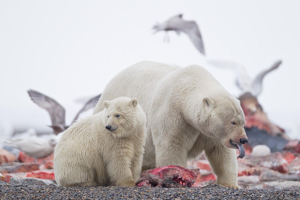 Two polar bears eating surrounded by birds Two polar bears eating surrounded by birds